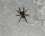 Gallery image - Party mascot - spider man!