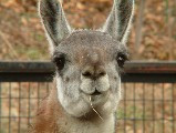 Gallery image - Chewing Llama